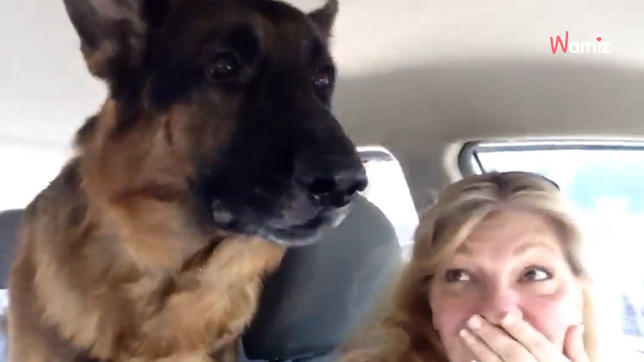 Schäferhund flippt aus, als er kapiert, wohin sie mit ihm fahren (Video)