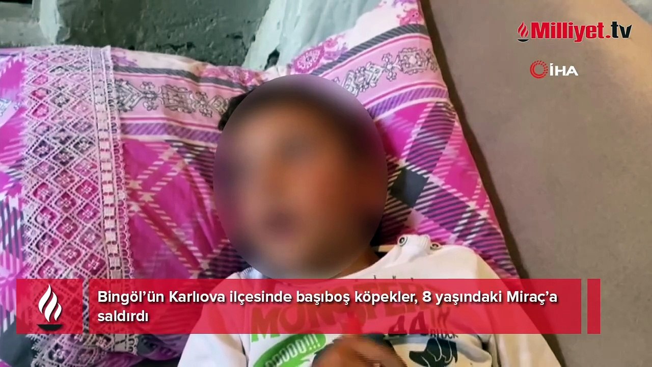 Bingöl’de başıboş köpekler 8 yaşındaki çocuğa dehşeti yaşattı