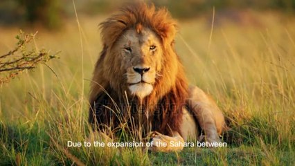 "The Majestic Lion: Ruler of the Jungle"