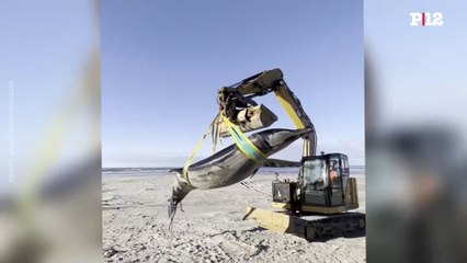 Hallan en Nueva Zelanda el cadáver de la que podría se la ballena más desconocida del mundo_VIDEO