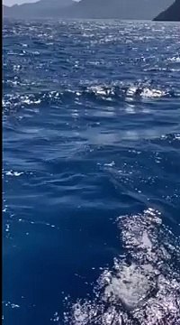 La danza delle mante vicino all'Isola d'Elba