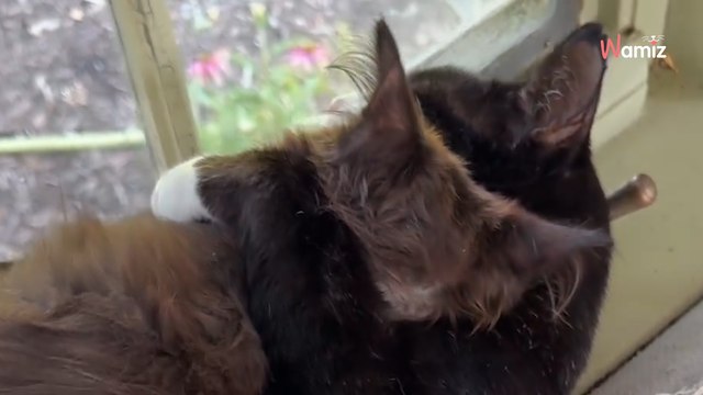 Sie schenkt ihrer älteren Katze ein Kätzchen: 4 Millionen können ihren Augen kaum trauen