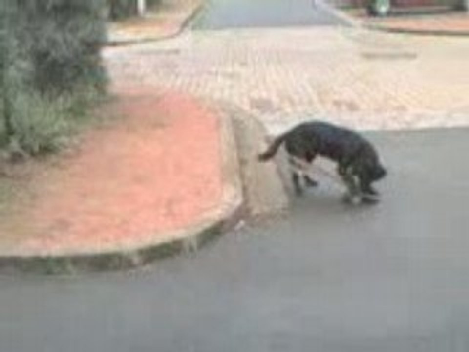 Bolshoï skate 2