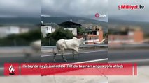 TIR'dan kaçan angusla ekiplerin arasında yaşanan kovalamaca kamerada