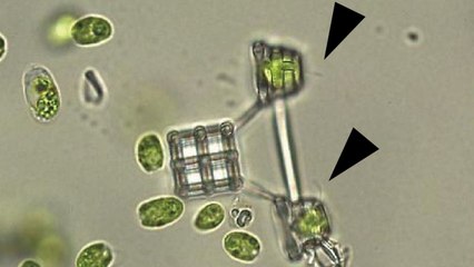 Scientists make world's smallest chariot - pulled by microscopic algae