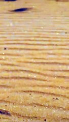 We Remade the Furiosa trailer but better | $20 Movies (Mad Max Parody)