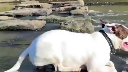 Descargar video: Ce chien se rafraichit d'une façon très insolite