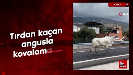 Hatay'da tırdan kaçan angusla kovalamaca