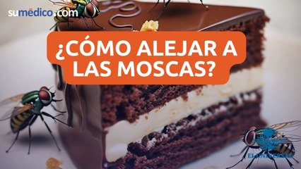¿Cómo alejar a las moscas?