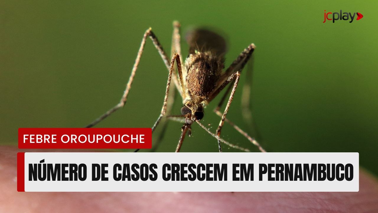 Febre Oropouche: Pernambuco registra aumento da doença com mais de 70 casos confirmados