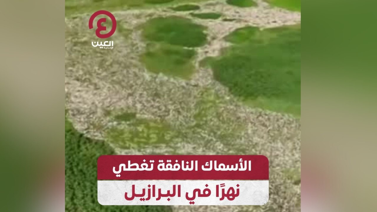 الأسماك النافقة تغطي نهراً في البرازيل