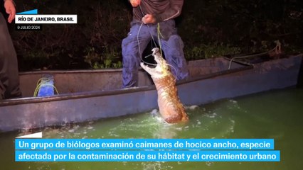 Las misiones nocturnas para salvar a los caimanes de Brasil
