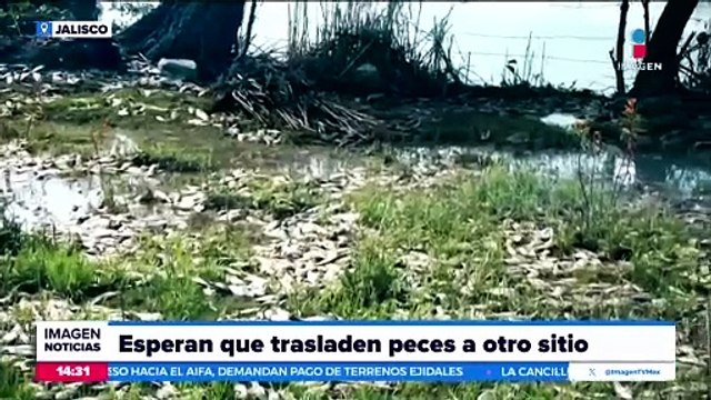 Aparecen miles de peces muertos a las orillas del río Santiago en Jalisco