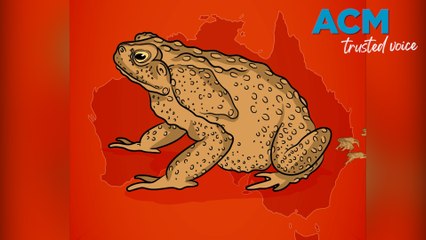Cane toad-break zone to stop notorious pest march in WA