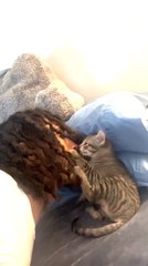 Kitten Falls Off Bed While Playing With Owner