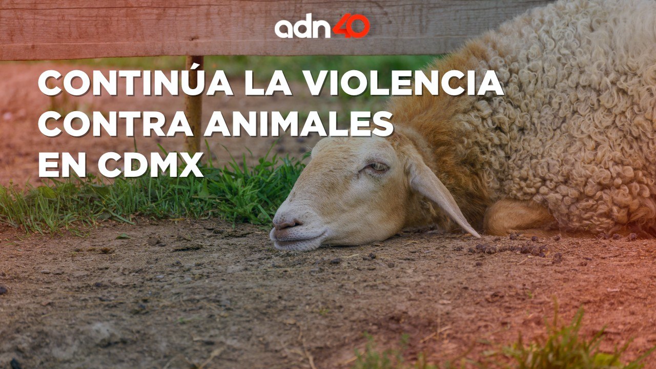 ¡Criminales! Golpean y matan animalitos de Fundación Toby