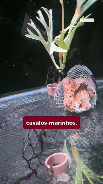 Oceanic Aquarium ganha berçário