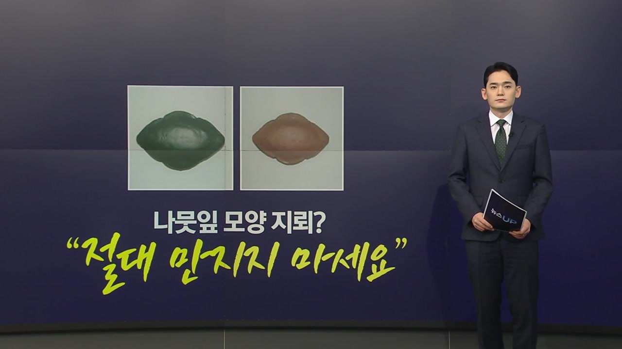 나뭇잎인 줄 알았는데 지뢰? "절대 만지지 마세요" [앵커리포트] / YTN