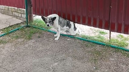Courageous dog frees itself from under a wall with persistence