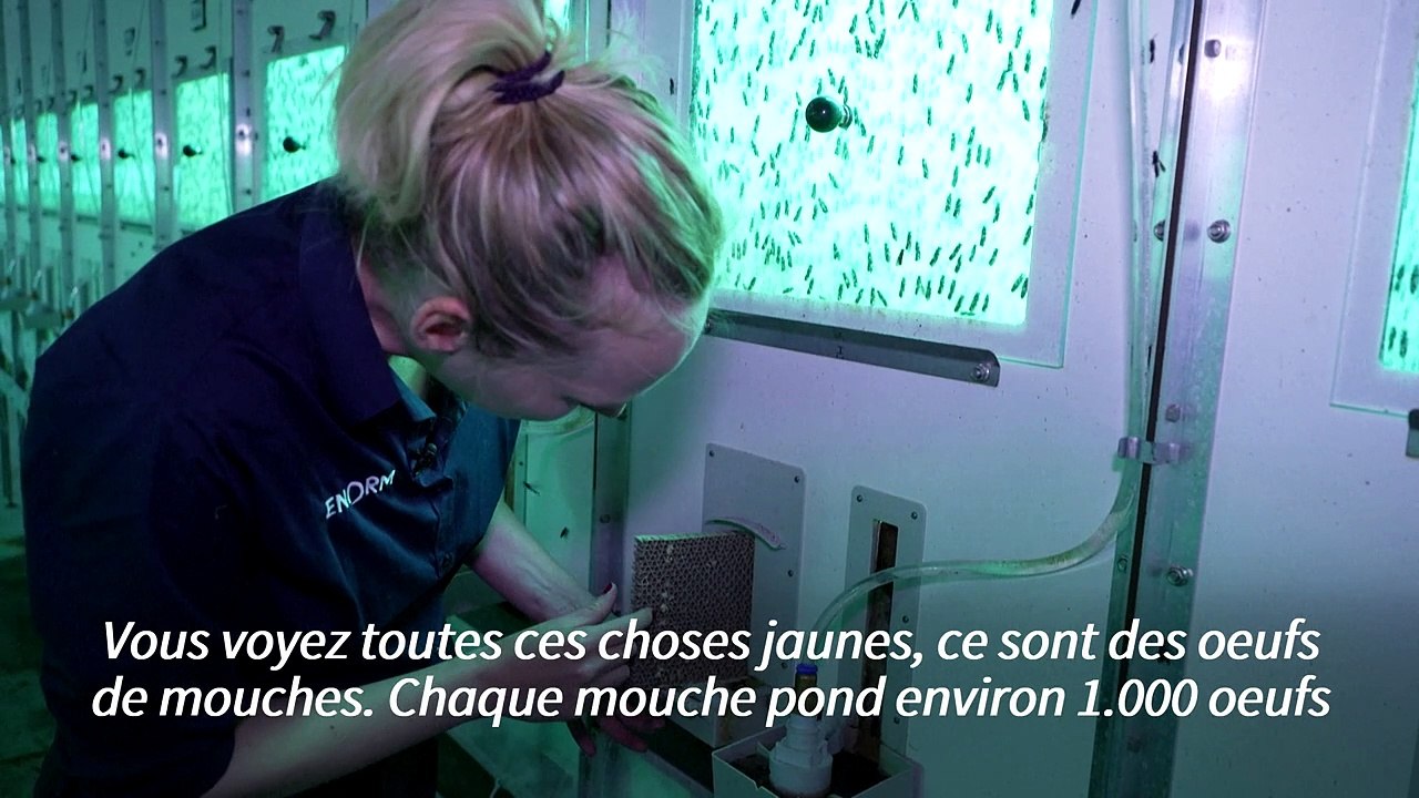 Au Danemark, une ferme à insectes veut percer dans l'alimentation animale