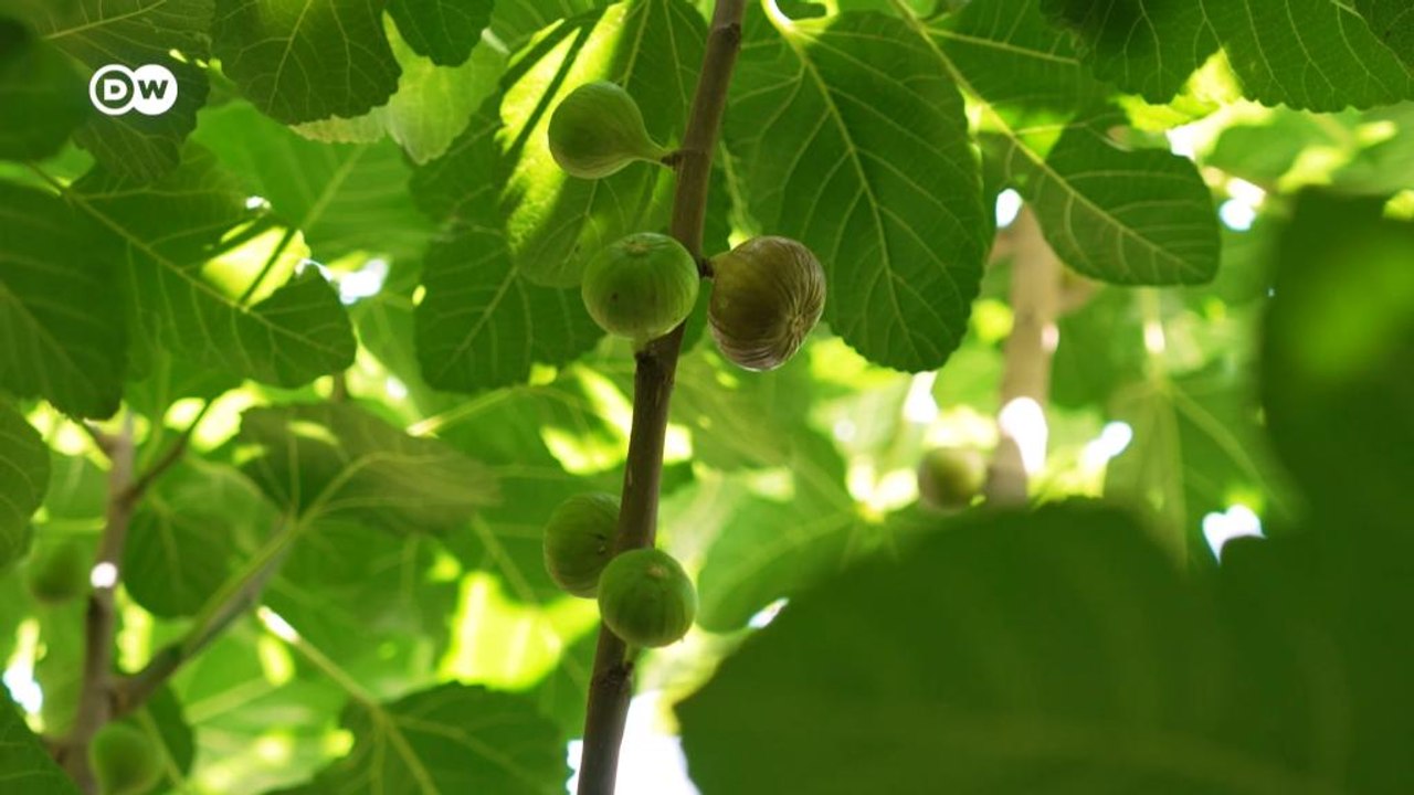 Budapest: Mini-Dschungel statt Parkplatz
