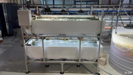 AI helps shrimp farming go sustainable in Singapore