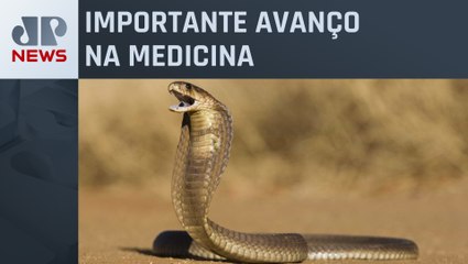 Cientistas anunciam remédio eficaz contra veneno de cobra naja