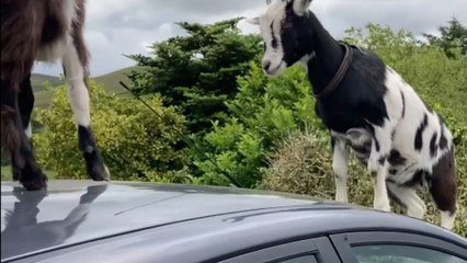 Comedy of errors: Goats treat car's roof like their castle