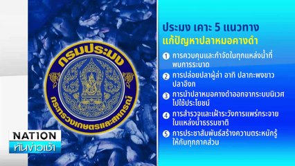 ประมง เคาะ 5 แนวทางแก้ปัญหา”ปลาหมอคางดำ”  | เนชั่นทันข่าวเช้า | 18 ก.ค. 67 | PART 2
