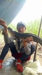 ikan gabus 3kg
