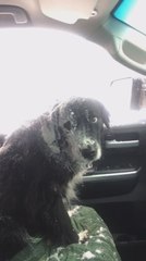 Dog's Face Gets Covered With Snow After Man Performs Drift