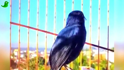 Azulão cantando!!!