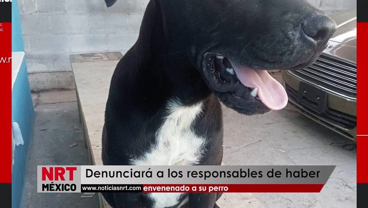 Denunciará a los responsables de haber envenenado a su perro _  NRT noticias