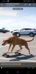 Dog skating!!!