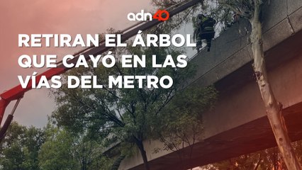 Retiran el árbol que cayó en línea 4 del Metro