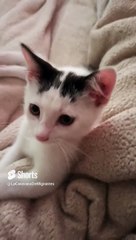 Mi Gato Pernanca Jugando en la Cama ️ _ Blanco con Manchas Negras y Muy Juguetón  #Shorts