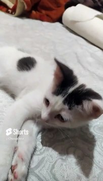 Mi Gato Pernanca Jugando en la Cama ️ _ Blanco con Manchas Negras, Juguetón y Cariñoso #Shorts