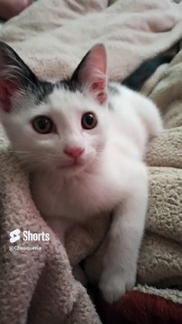 ✨ Mi Gato Pernanca Jugando en la Cama ️ _ Blanco con Manchas Negras y Muy Juguetón #Shorts