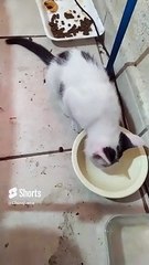 Pernanca, el Gato Blanco con Manchas Negras, Jugando en la Cama ️ _ Diversión y Amor  #Shorts