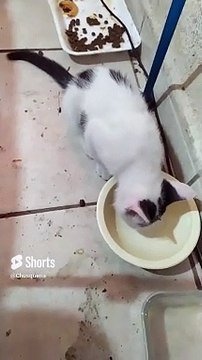 Pernanca, el Gato Blanco con Manchas Negras, Jugando en la Cama ️ _ Diversión y Amor #Shorts