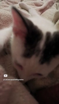 Pernanca Jugando en la Cama ️ _ Gato Blanco con Manchas Negras y Muy Juguetón #Shorts