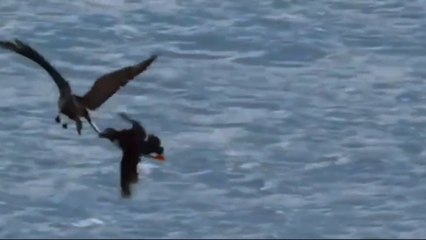 Amazing Swimming and bathing of birds |     পাখিদের আশ্চর্যজনক সাঁতার ও গোসল