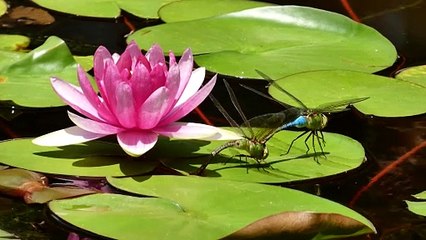 dragonflies on a Lotus Pond