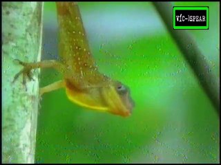 Los Espiritus del Jaguar / Los cazadores del Caribe (1996) Español Latino *Ep.3
