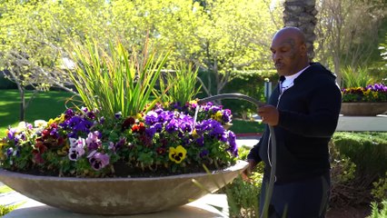 Crazy Neighbor  Mike Tyson  Anwar Jibawi