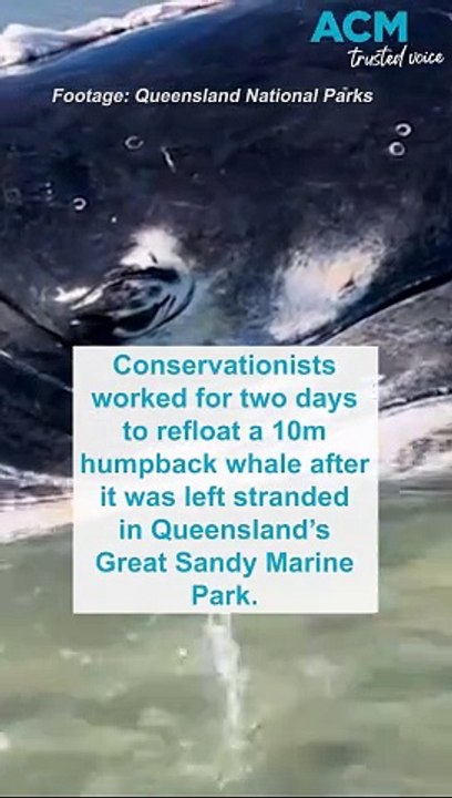 Stranded humpback whale refloated after two days