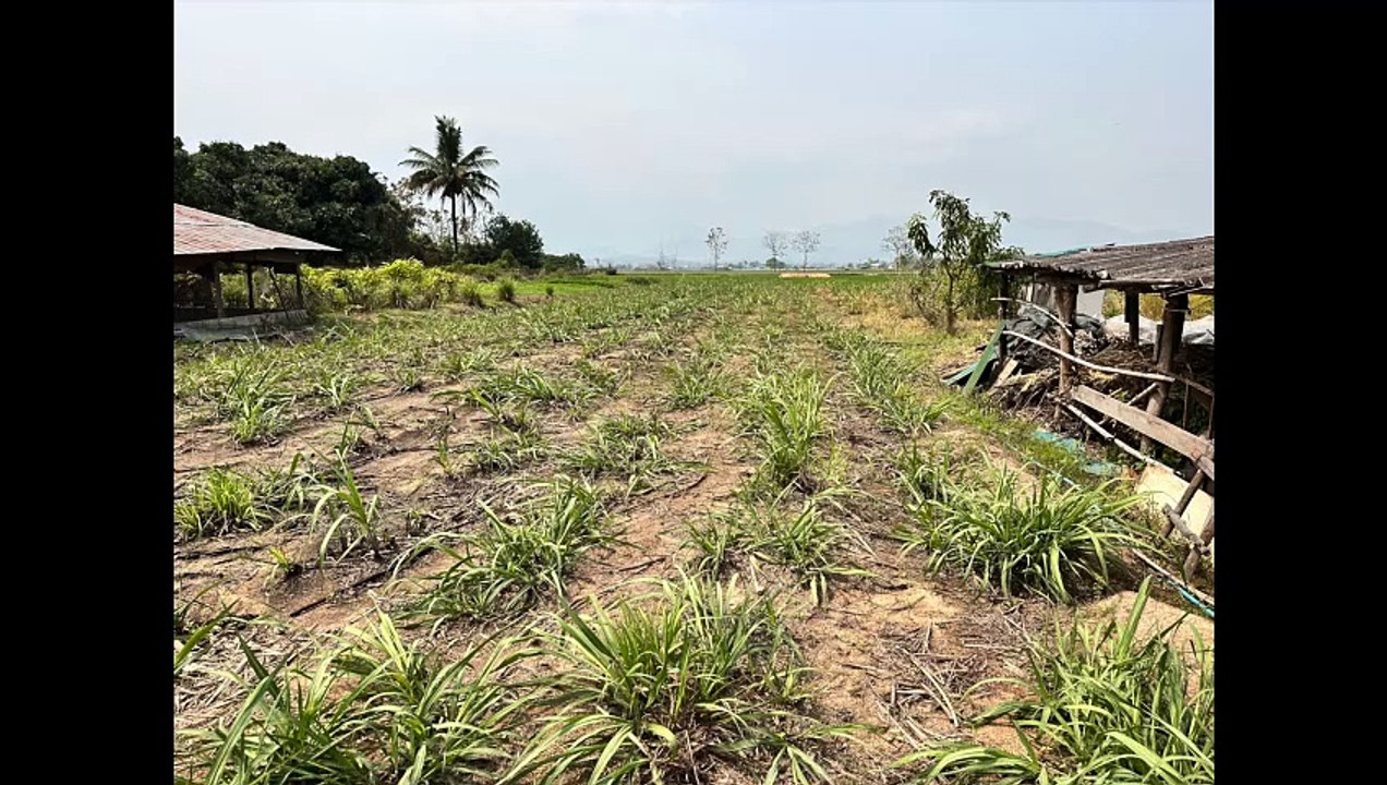 Zucker #thailand #zuckerrohr #thailand2023  #rohrzucker #herstellung  #zucker  #süße #natürlich
