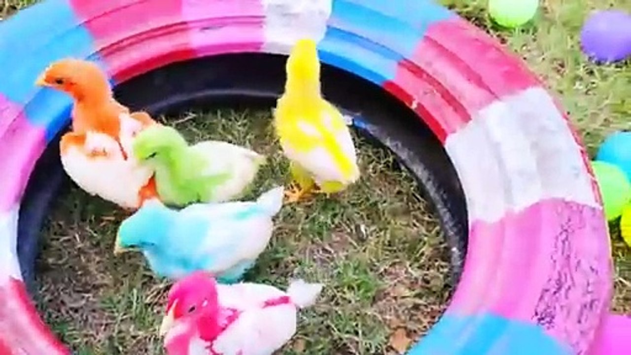Colurful hen baby/cute hen chiks/beautiful hen chiks