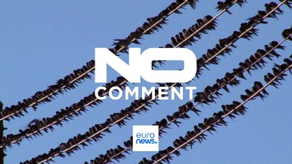 NO COMMENT: Miles de golondrinas migratorias llegan a Chipre huyendo del calor