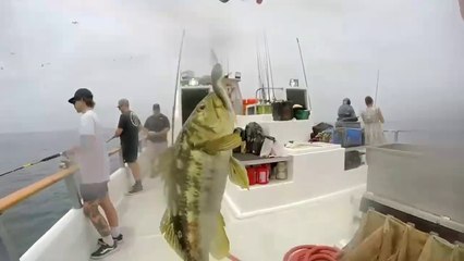 Daily Double Sportfishing Calico Bass fishing! Using #hookupbaits